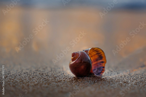 A shell on the shore of the Andaman Sea. Beautiful sunset on a paradise beach.