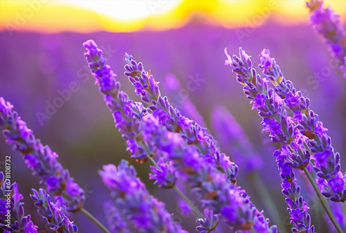 Close-up of lavender flower background with beautiful purple colors and bokeh lights. Blooming lavender in a field at sunset. 