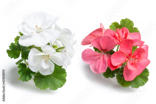 White and pink geranium flower blossoms with green leaves isolated on white background, colorful geranium flowers template concept. Close up view