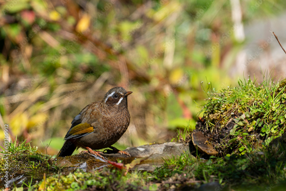 Obraz premium White-whiskered Laughingthrush endemic bird of taiwan