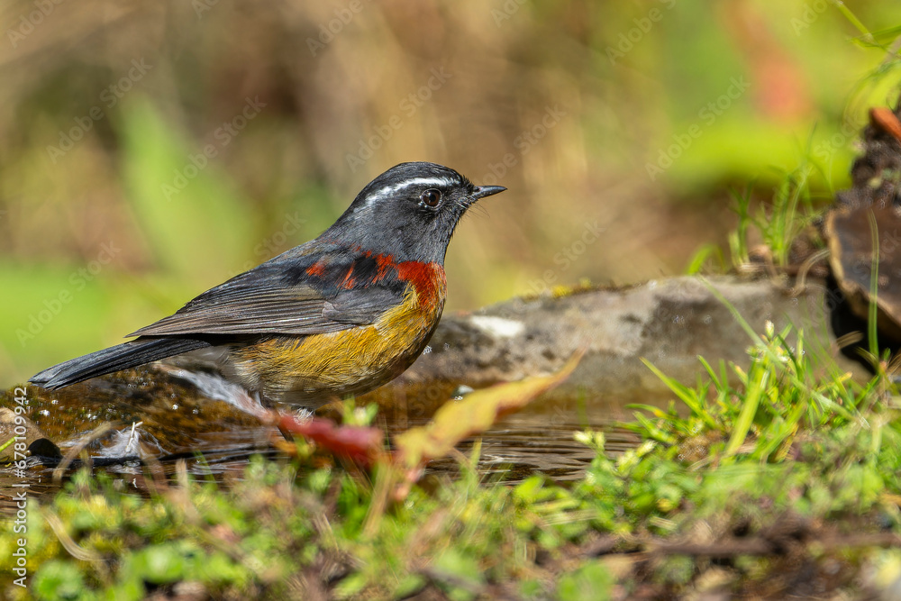 Collared bush robin endemic bird of taiwan Collared bush robin endemic bird of taiwan
