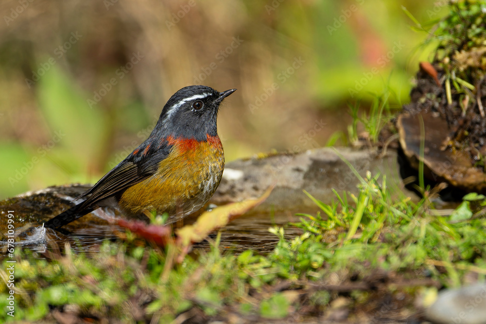 Collared bush robin endemic bird of taiwan Collared bush robin endemic bird of taiwan