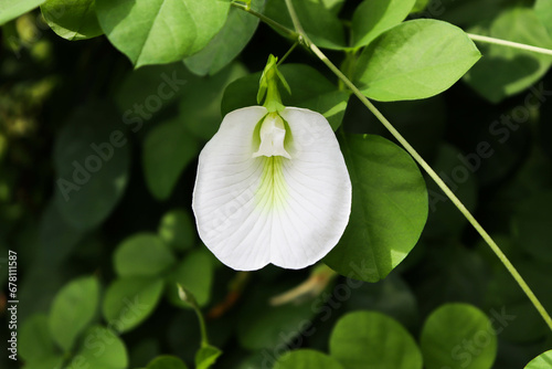White Asian Pigeon Wing Flower