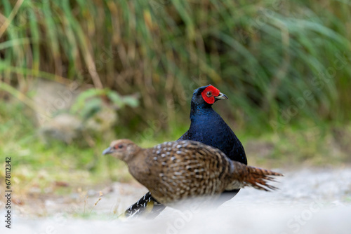 Mikado pheasant nale and female in forest of taiwan