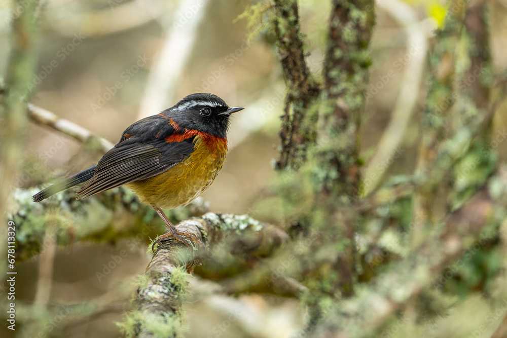 Fototapeta premium Collared bush robin endemic bird of taiwan