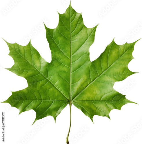 green maple leaf photo