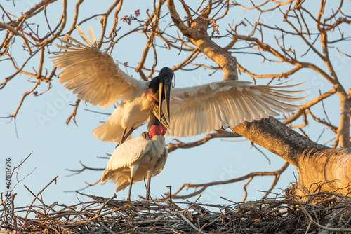 jabiru stork in tropical Pantanal photo
