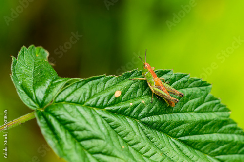 Nymphe des Gemeinen Grashüpfer (Pseudochorthippus parallelus) photo