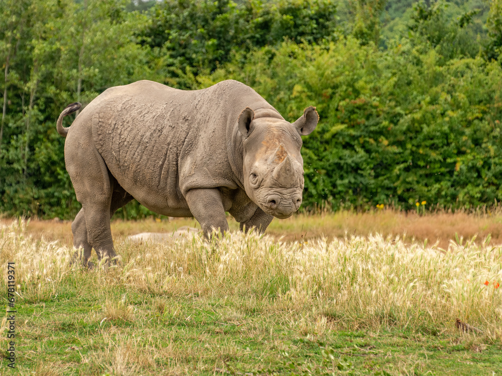 Fototapeta premium rhino in the grass