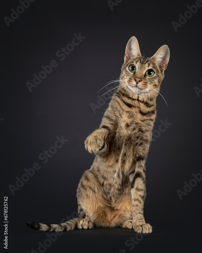 Young black tabby spotted Savannah cat, sitting up facing front. One paw playful up and looking above camera with mesmerizing green eyes. Isolated on a black background.