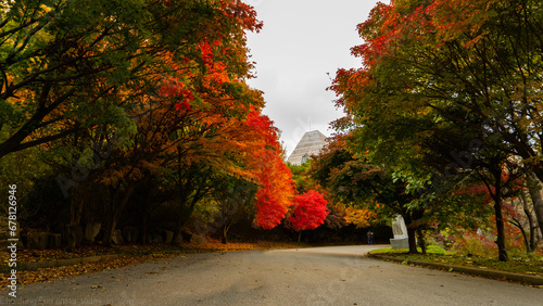 미리내성당 단풍나무(Maple tree at Mirinae Cathedral) photo