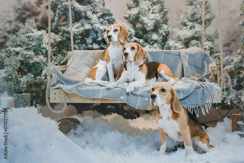 Sticker Beagle dogs in winter scenery with lights and Christmas trees