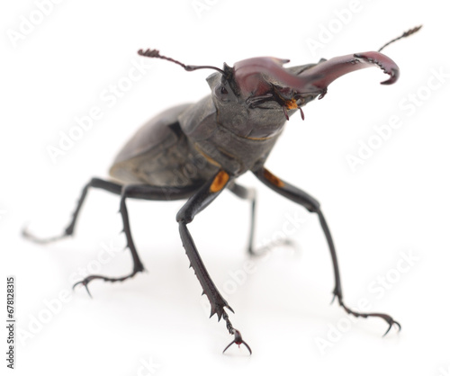 Bug (Oryctes Nasicornis).