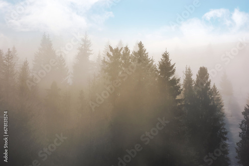 forest background in winter season. sunny outdoor scenery with silhouettes of spruce tree tops in morning mist © Pellinni
