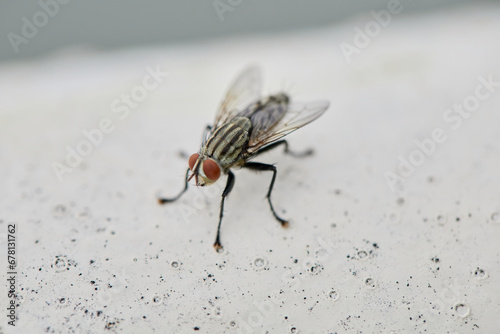 Fotografie Close-up of housefly on white floor