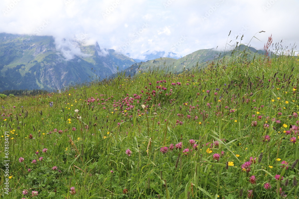 mountain meadow with alpine flowers and a backdrop of low clouds and mountains