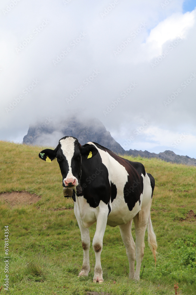 young black and white holstein cow in a mountain landscape