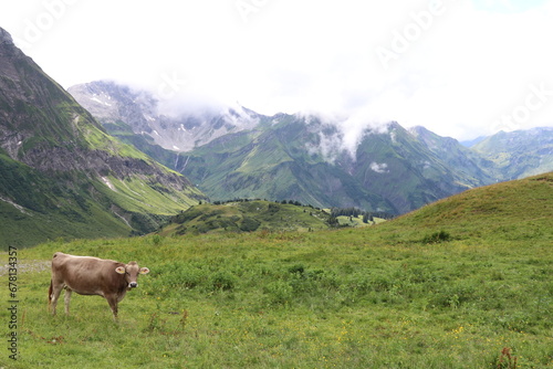green mountain pasture with low clouds and mountains in the distance  © Niki