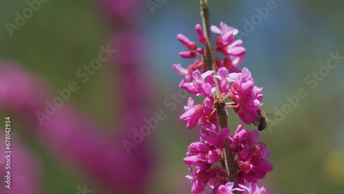 Judas Flower Branches And The Bee Find And Get Nectar. Tree In The Flowering Plant Family Fabaceae. Close up. photo