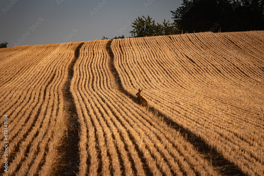 Fototapeta premium Hase in Feld