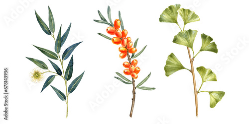 watercolor drawing eucalyptus, sea buckthorns and gingko branches with green leaves , flower and berries isolated at white background, hand drawn illustration