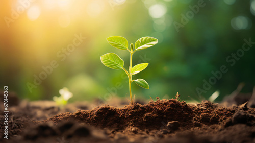 Young green plant growing in soil with sunlight