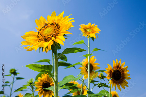 Close-up of yellow sunflowers with a blue sky background.
