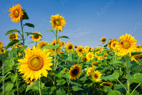 Close-up of yellow sunflowers with a blue sky background.