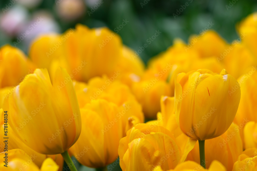 Close-up of tulip flower the colorful background. Close-up of tulip flower the colorful background.