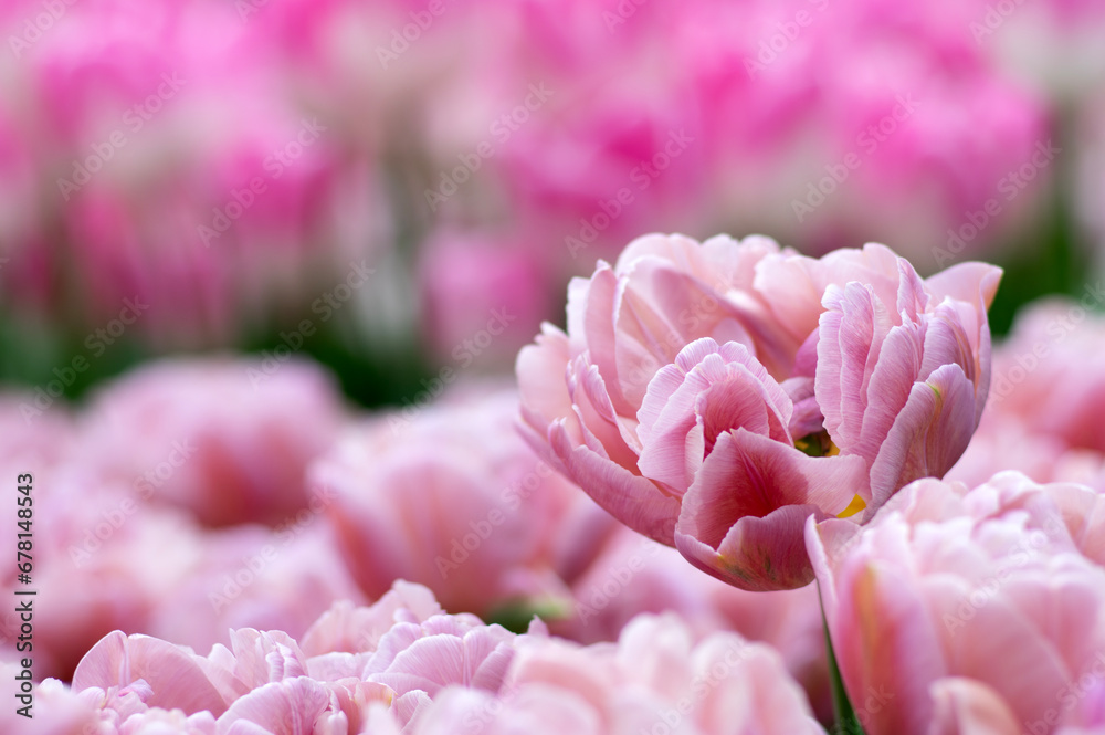 Close-up of tulip flower the colorful background. Close-up of tulip flower the colorful background.