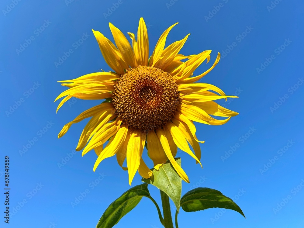 Sunflower yellow flower on blue sky. Sunflower yellow flower on blue sky.