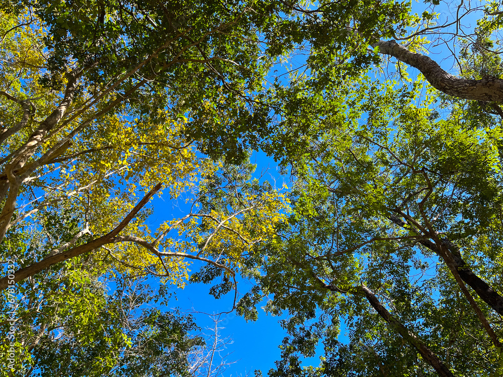 Fototapeta premium Trees and green leaves on bright blue sky background. Worm's-eye view. At Ubon Ratchathani, Thailand