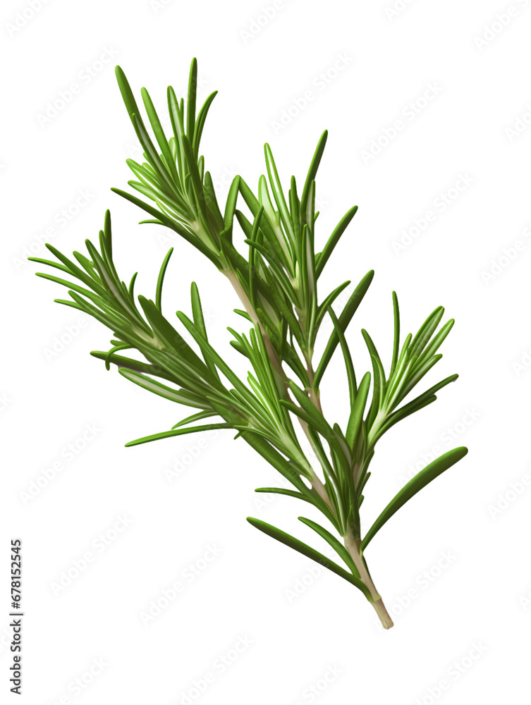 Rosemary on transparent background, white background, isolated, icon material, vector illustration