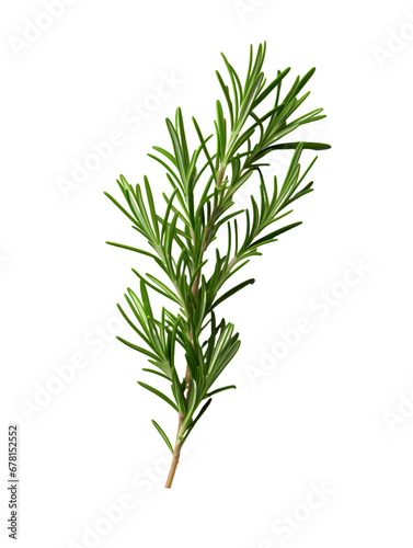 Rosemary on transparent background  white background  isolated  icon material  vector illustration