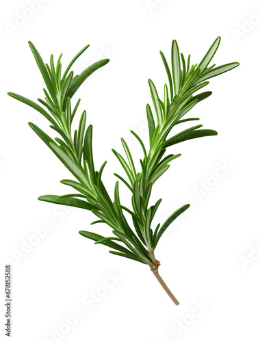Rosemary on transparent background, white background, isolated, icon material, vector illustration