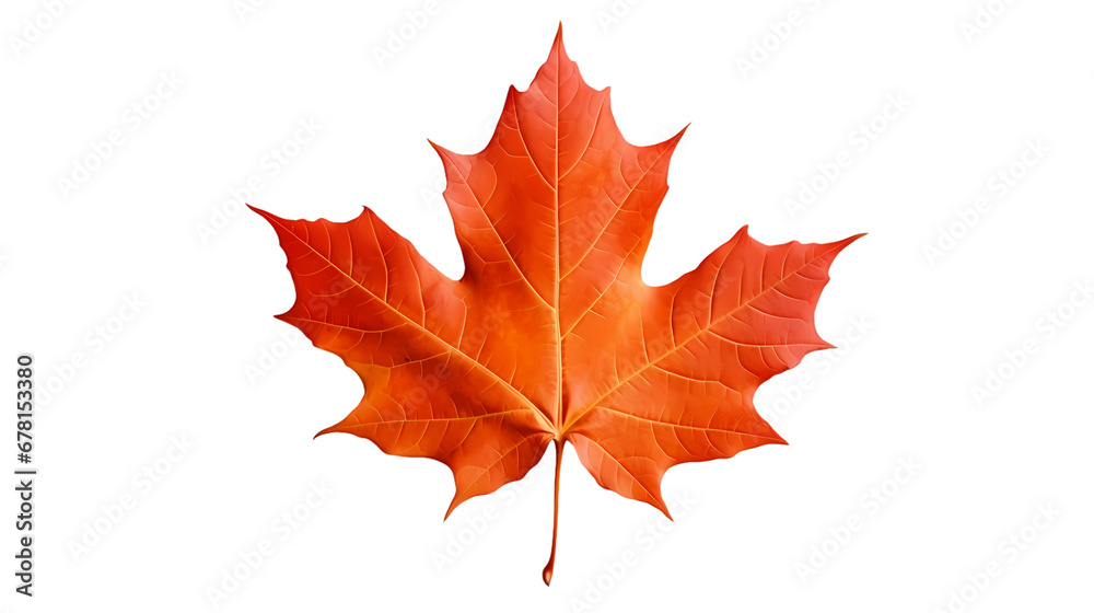 Fototapeta premium Maple leaf on transparent background, white background, isolated, icon material, vector illustration