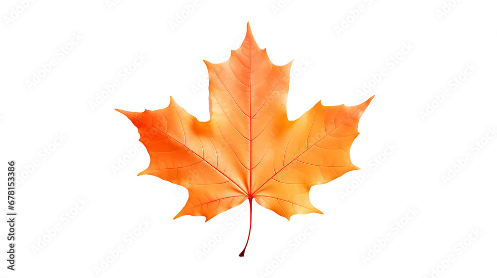 Maple leaf on transparent background, white background, isolated, icon material, vector illustration