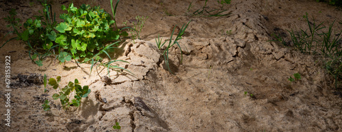 Series of vole tunnels in the sand