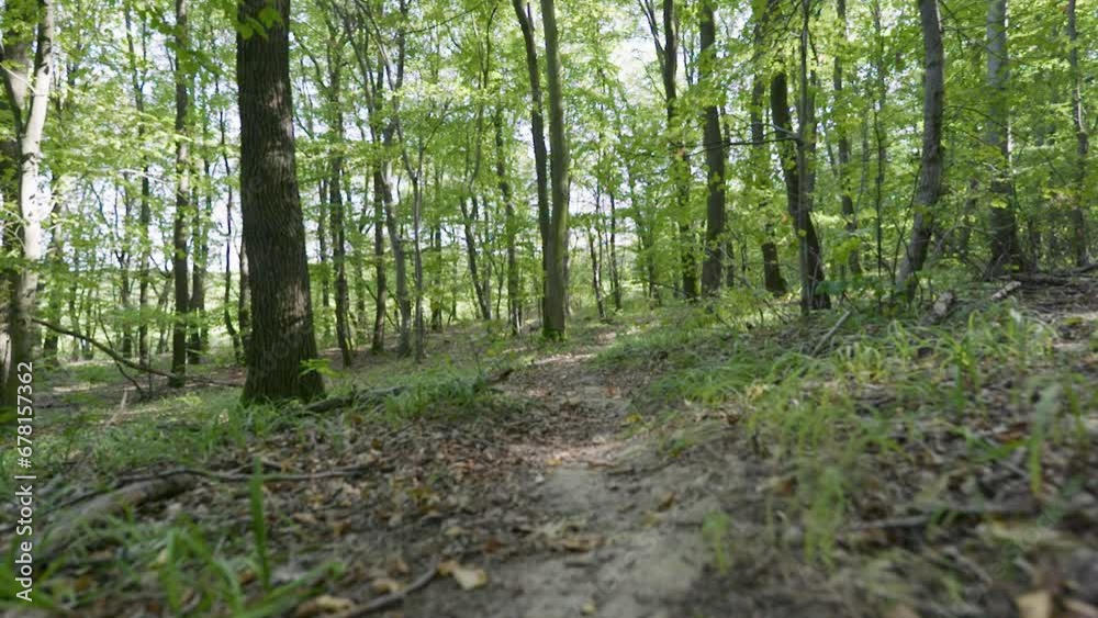 Slow motion POV shot of a person walking through a forest with green leaves and sun shining through the foliage. Slow motion POV shot of a person walking through a forest with green leaves and sun shining through the foliage.