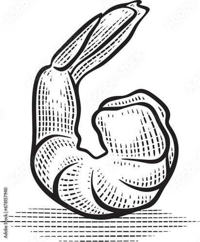 Black and white line drawing shrimp illustration.Retro engraving for fish restaurant menus, packaging in markets, stores