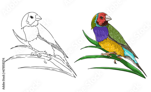 Vector coloring page image of a colored bird perched on a leaf. Beautiful color bird vector