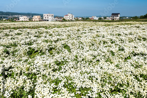 Beautiful view of blooming chrysanthemums (Florist's Daisy) in the farmland of Tongluo Township, Miaoli, Taiwan during the Chrysanthemum Flower Festival. photo