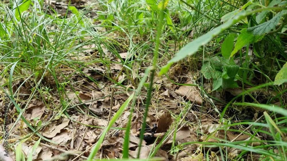 Frog jumping into grass Frog jumping into grass