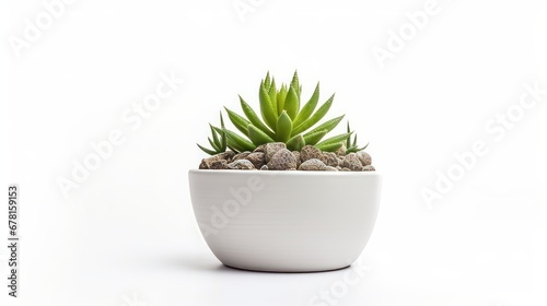 Isolated small succulent or cactus plant in a pot against a white background © Suleyman