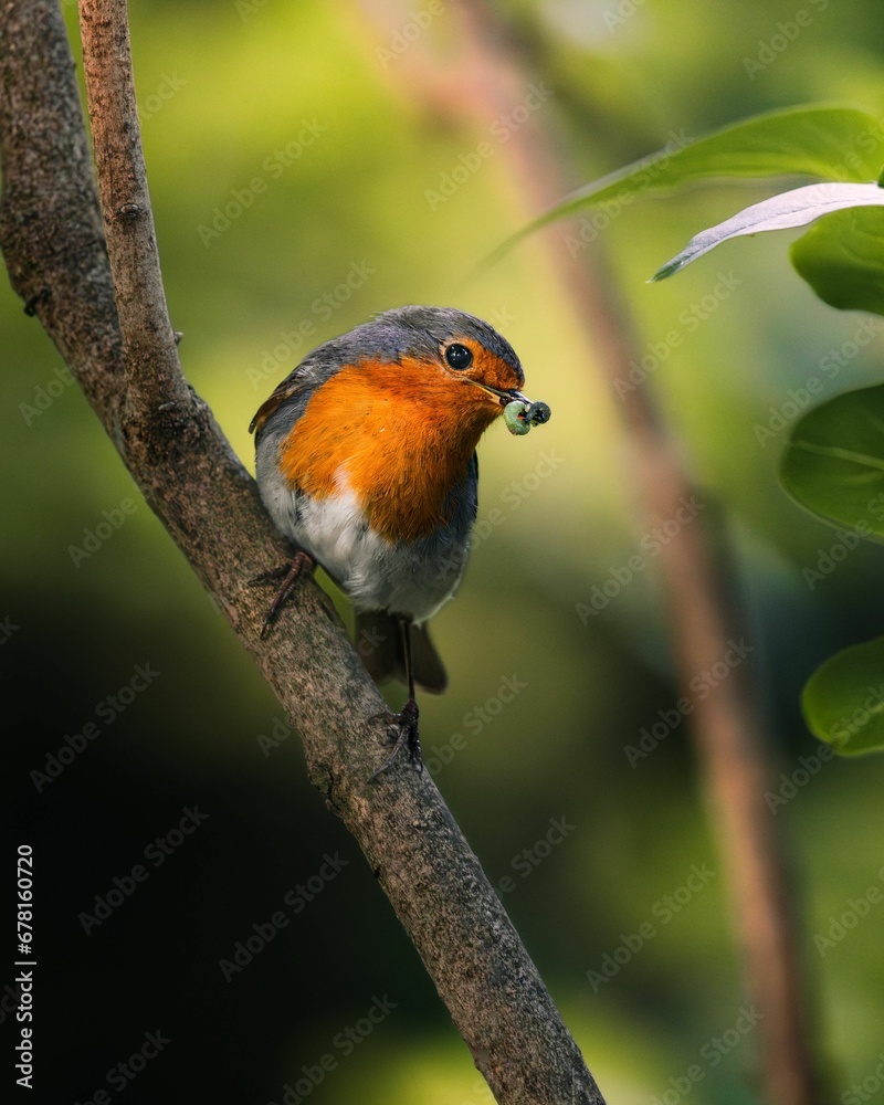 Vibrant red robbin bird perched on a branch, beak holding a small morsel of food Vibrant red robbin bird perched on a branch, beak holding a small morsel of food