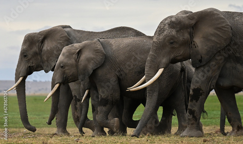 elephants herd in the savannah © Terq