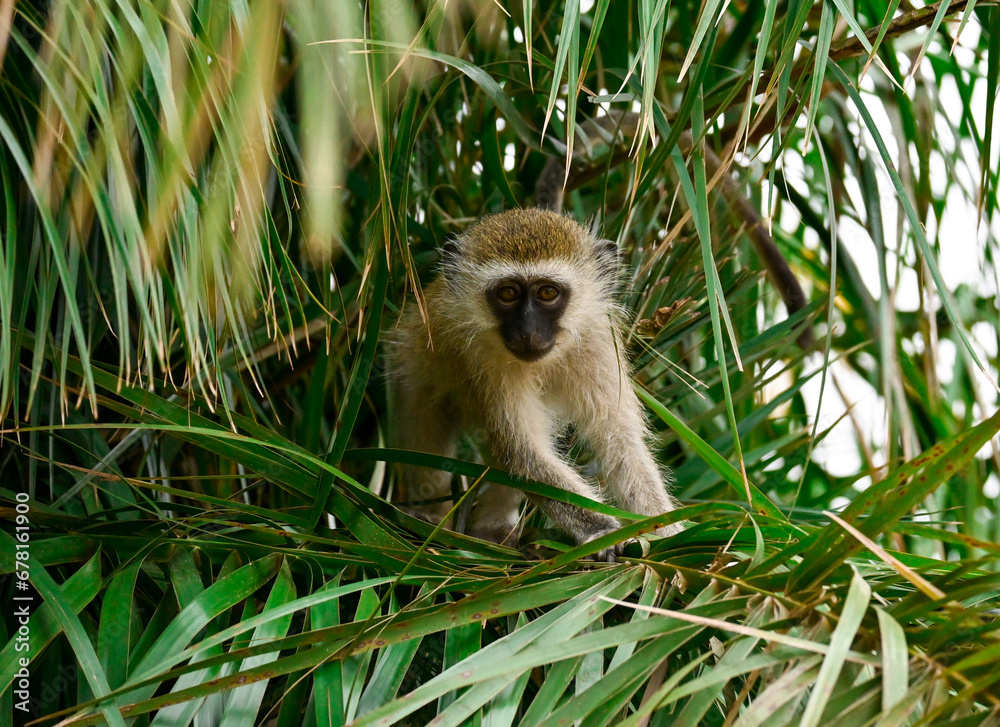 Fototapeta premium monkey on the tree