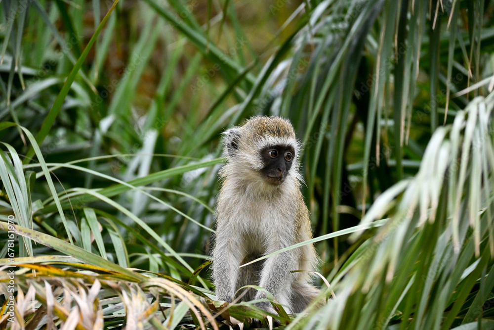 Obraz premium a long macaque