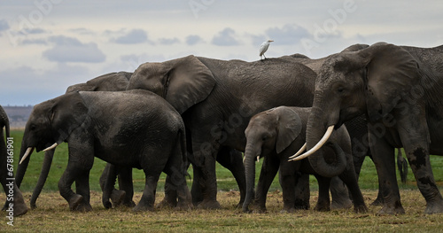 elephants herd in the savannah