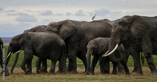 Canvas Print elephants herd in the savannah